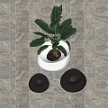 Bonsai Plant In White Pot With Black Decorative Stones On Gray Tiled Background