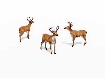 Realistic Three Stag Deer Full Body Standing With Antlers On White Background 3d model