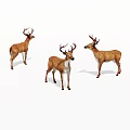Realistic Three Stag Deer Full Body Standing With Antlers On White Background