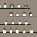Bonsai and Potted Plants Arranged on Wooden Shelves With White Pots and Various Greenery