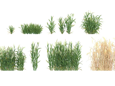 Modern Barley 3d model