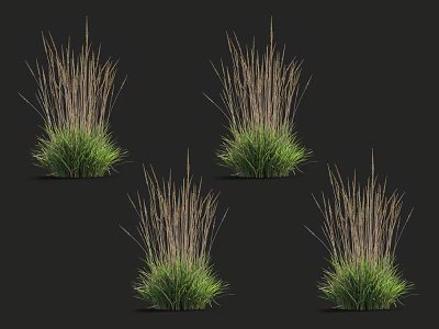 Lush Herbaceous Plants with Green Leaves and Brown Stems on Dark Background 3d model