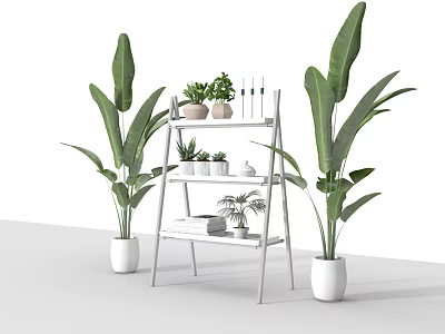 Succulent Plants Arrangement On White Ladder Shelf With Large Green Plants Indoor 3d model