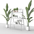 Succulent Plants Arrangement On White Ladder Shelf With Large Green Plants Indoor