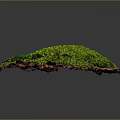 Vibrant Green Moss Plant Thriving on Natural Substrate with Dark Background