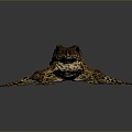 Frog Frog Frog Poison Frog Game Frog Reptile Cold Blooded Animal Reptile Reptile 3d model