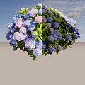 Vibrant Hydrangea Flowers In Blue Purple Pink Hues With Lush Green Leaves