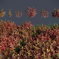 Various Colorful Shrubs With Different Foliage Types For Garden Landscape Design