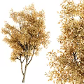 Tall Golden Leaf Arbor With Lush Branches And Scenic Autumn View