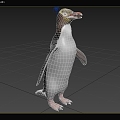 Species of the genus Yellow-eyed Penguin Ornithocelinae Penguin 3d model