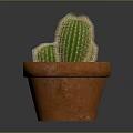Three Green Cactus Plants In Orange Terracotta Pot On Dark Background