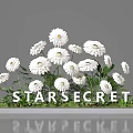 Elegant Floral Display with White Daisies and Green Plants on Platform for STARSECRET