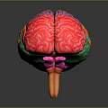 Medical Device Colorful Human Brain Anatomical Model with Detailed Structure and Stand
