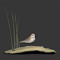 Small Bird Standing On Light Beige Sandy Ground With Green Grass Blades And Dark Background