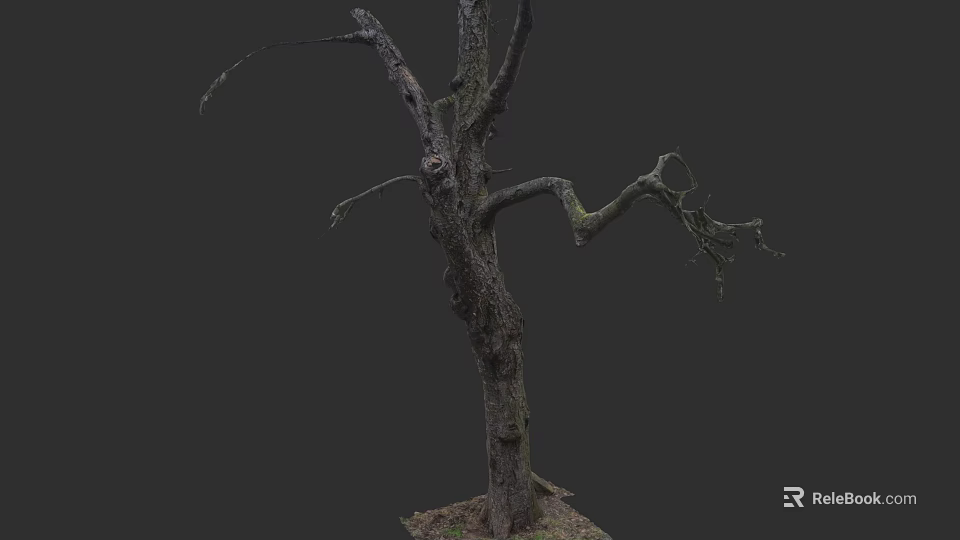 Dead Tree with Thick Trunk and Withered Branches Without Leaves on Dark Background 3d model 