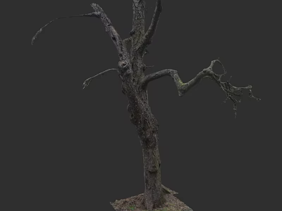 Dead Tree with Thick Trunk and Withered Branches Without Leaves on Dark Background 3d model
