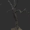 Dead Tree with Thick Trunk and Withered Branches Without Leaves on Dark Background 3d model