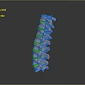 Anatomical Spine Model As Medical Device For Educational And Research Purposes
