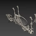 Realistic Cow Skeleton 3D Model with Detailed Anatomical Structure and Horns 3d model