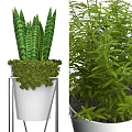 Bonsai Potted Plants With Palm Leaves And Metal Plant Stands In Various Designs