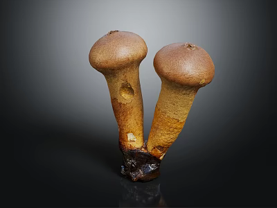 Fresh Brown Vegetable Mushrooms Two Connected At Bottom On Dark Background 3d model