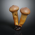 Modern matsutake mushroom straw mushroom 3d model