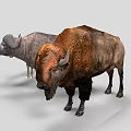 Wildebeest Water Buffalo and Bison Standing Together on White Background