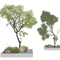 Modern landscape tree courtyard arbor courtyard sketch tree pool landscape tree 3d model