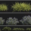 Different Types of Shrubs Including California Lilac Female Rhododendron and White Flower Spiraea
