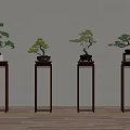 Modern Bonsai Plants on Wooden Stands Against Neutral Wall and Wood Floor