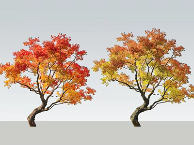 Autumn Deciduous Trees With Red Orange Yellow Leaves And Twisted Trunks 3d model