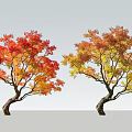 Autumn Deciduous Trees With Red Orange Yellow Leaves And Twisted Trunks
