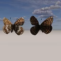 Flying Animals Two Colorful Butterflies With Patterned Wings On Gray Background 3d model
