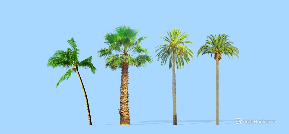 Various Types of Palm Trees Against Blue Sky with Distinct Trunk and Frond Features 3d model 