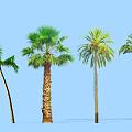 Various Types of Palm Trees Against Blue Sky with Distinct Trunk and Frond Features