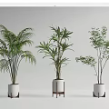 Different Bonsai Plant Varieties With White Pots And Wooden Stands On White Background