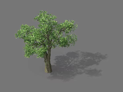 Lush Green Arbor With Thick Trunk And Dense Foliage Shadow 3d model