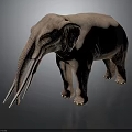 Large Gray Elephant Standing with Long White Tusks Against Dark Background