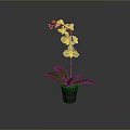 White Orchid Plant with White Flowers and Green Leaves in Black Pot Against Gray Background