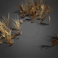 Clusters of Wispy Golden Brown Dried Grass Plants on Dark Background