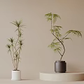 Slender Green Bonsai Potted Plants In White And Black Pots On Beige Background Platform