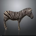 Detailed Standing Zebra With Bold Striped Coat Isolated On Dark Gray Background