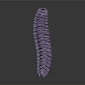 Detailed Purple Elongated Segmented Millipede Reptile On Gray Minimal Background