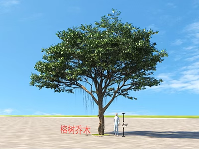 Banyan Tree as Arbor with a Person Standing Under Blue Sky and Open Ground 3d model