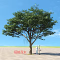 Banyan Tree as Arbor with a Person Standing Under Blue Sky and Open Ground