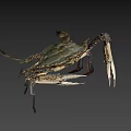 Fresh Raw Blue Swimming Crab With Long Claws And Spotted Legs