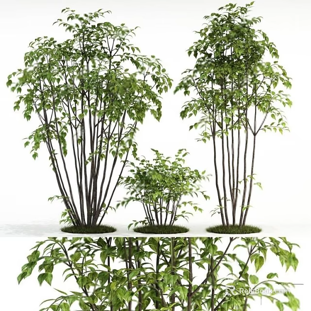 Arbor Trees With Different Sizes Lush Green Leaves And Slender Trunks On Grass Base 3d model 