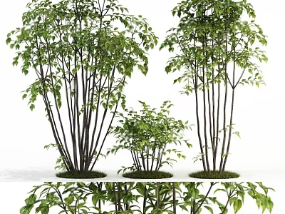 Arbor Trees With Different Sizes Lush Green Leaves And Slender Trunks On Grass Base 3d model