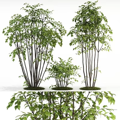 Arbor Trees With Different Sizes Lush Green Leaves And Slender Trunks On Grass Base 3d model