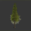 Assorted Trees Including Evergreens and Leafless One Arranged on Dark Surface 3d model